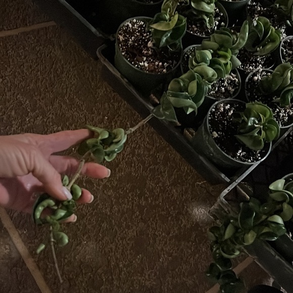 Hindu Hoya Rope/compacta 🪴✅💚 - Picture 5 of 6